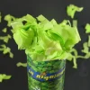 Canon Air Comprimé à Confettis Vert Tilleul - Grand Modèle (60cm)