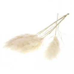 Tige de pampa naturelle blanche - 115 cm